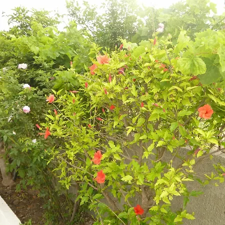 Ipokampos Appartement *
